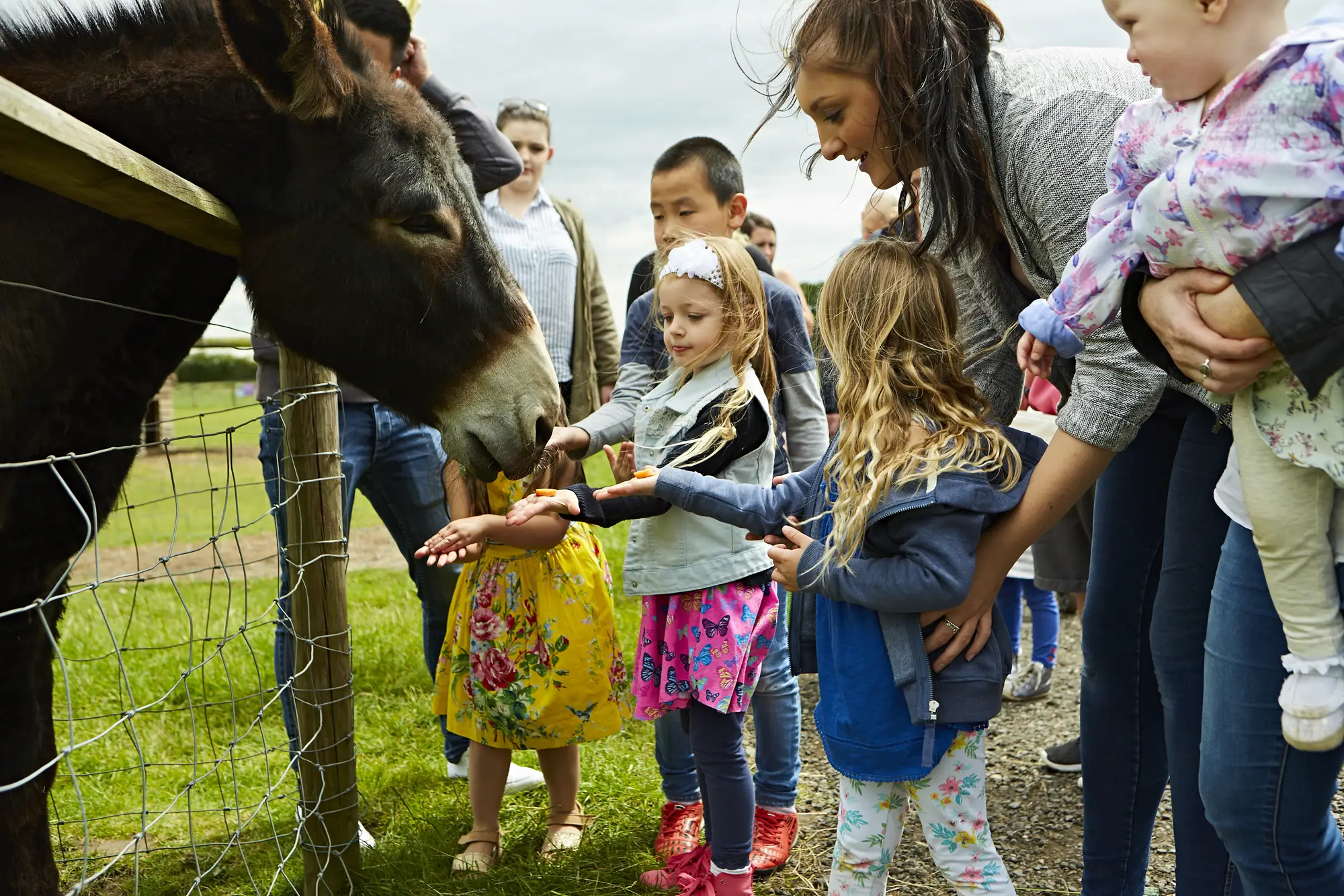 farm-animals