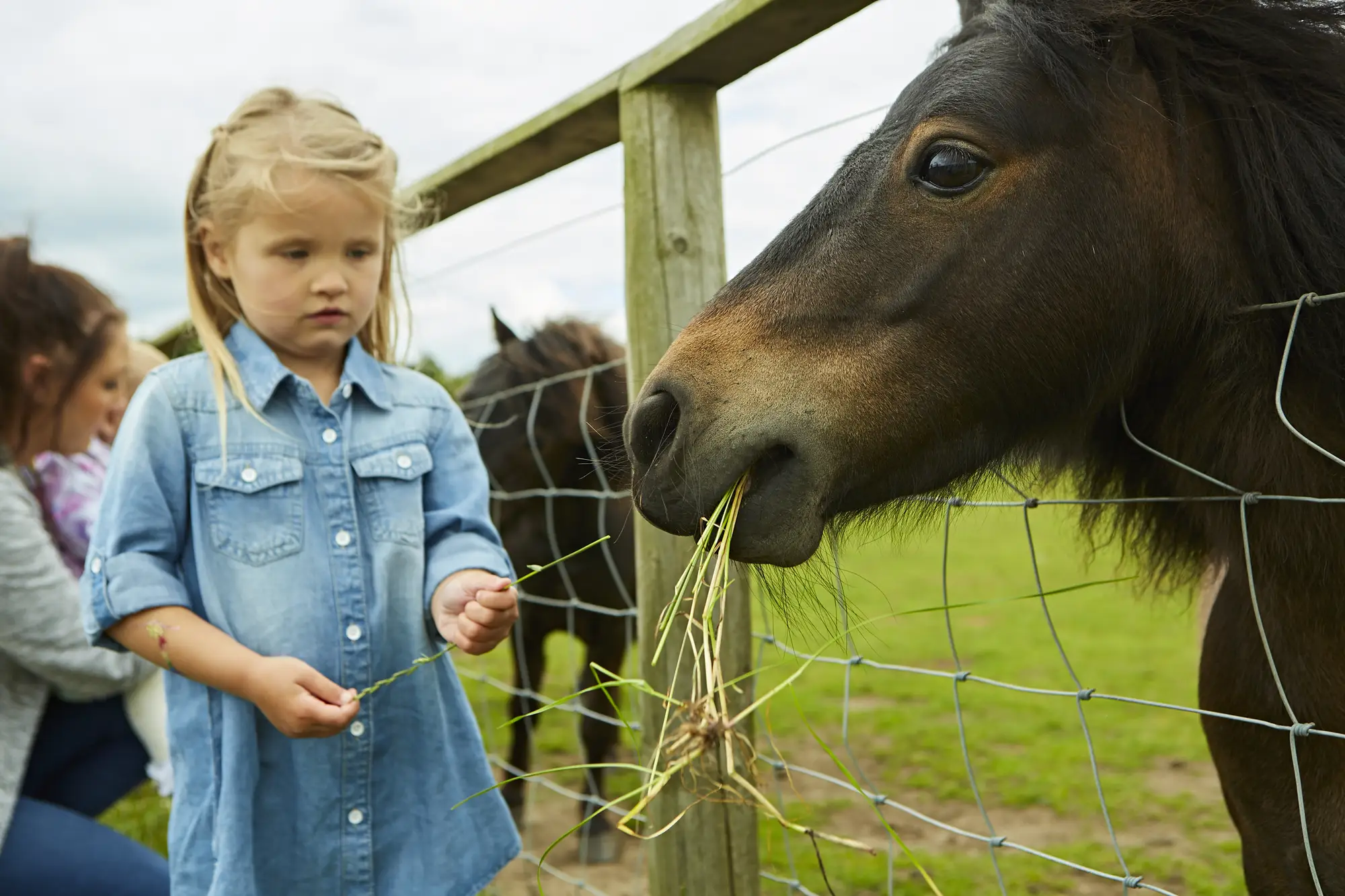 farm-animals