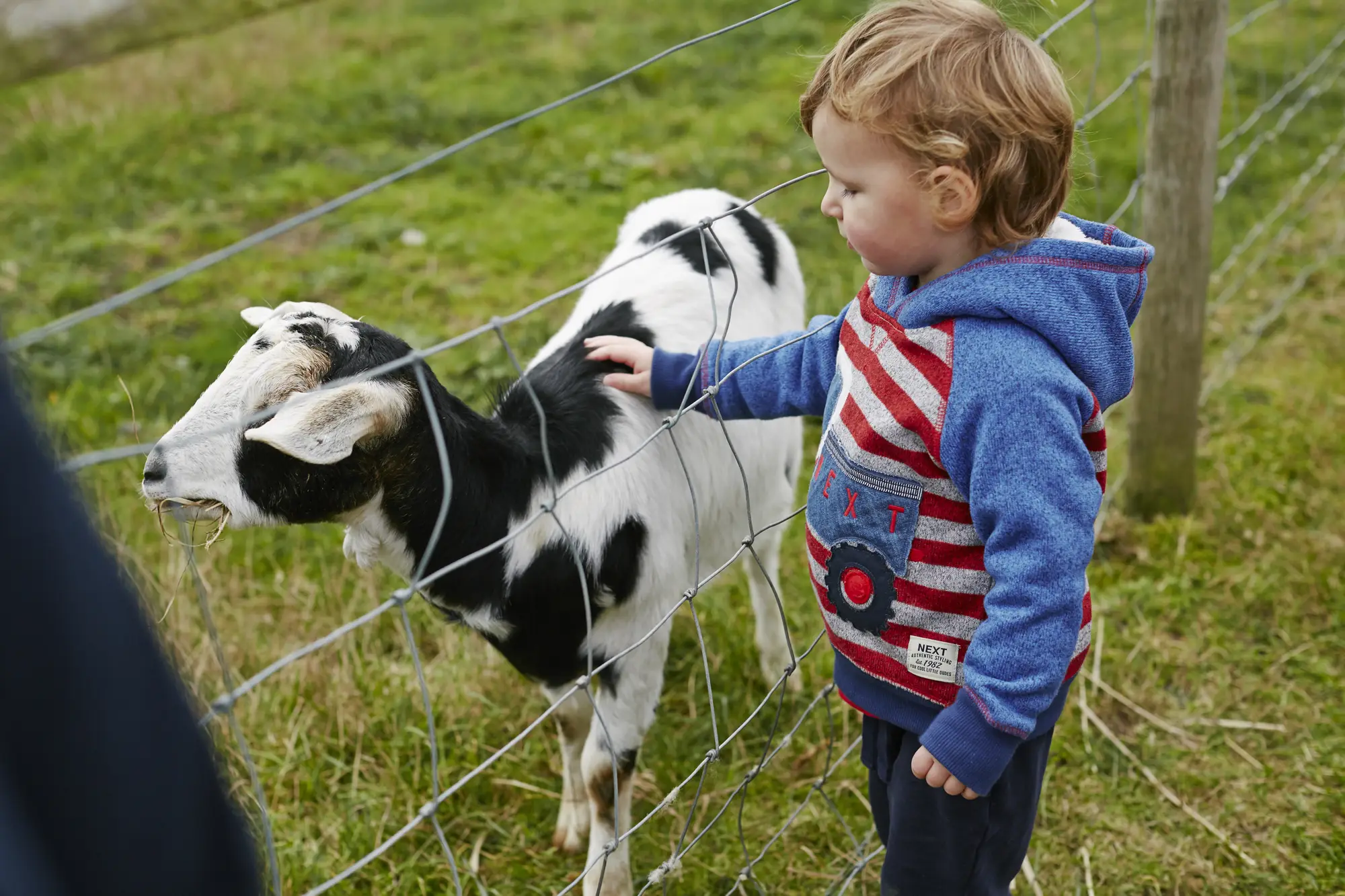 farm-animals