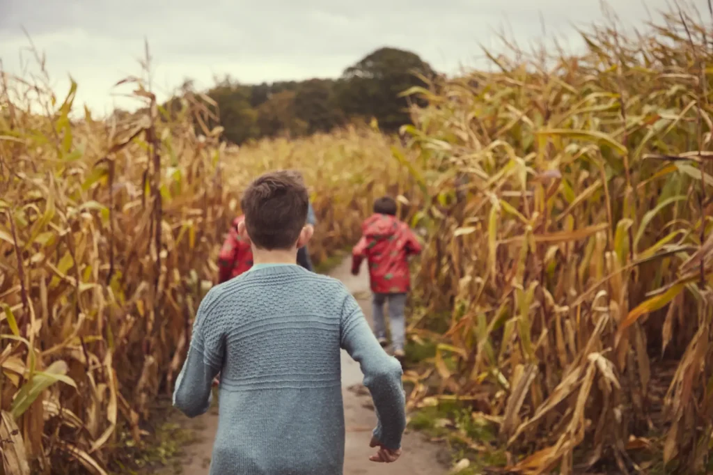 Maize maze 1