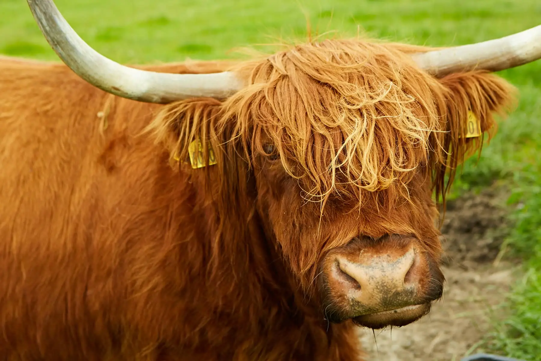 farm-animals