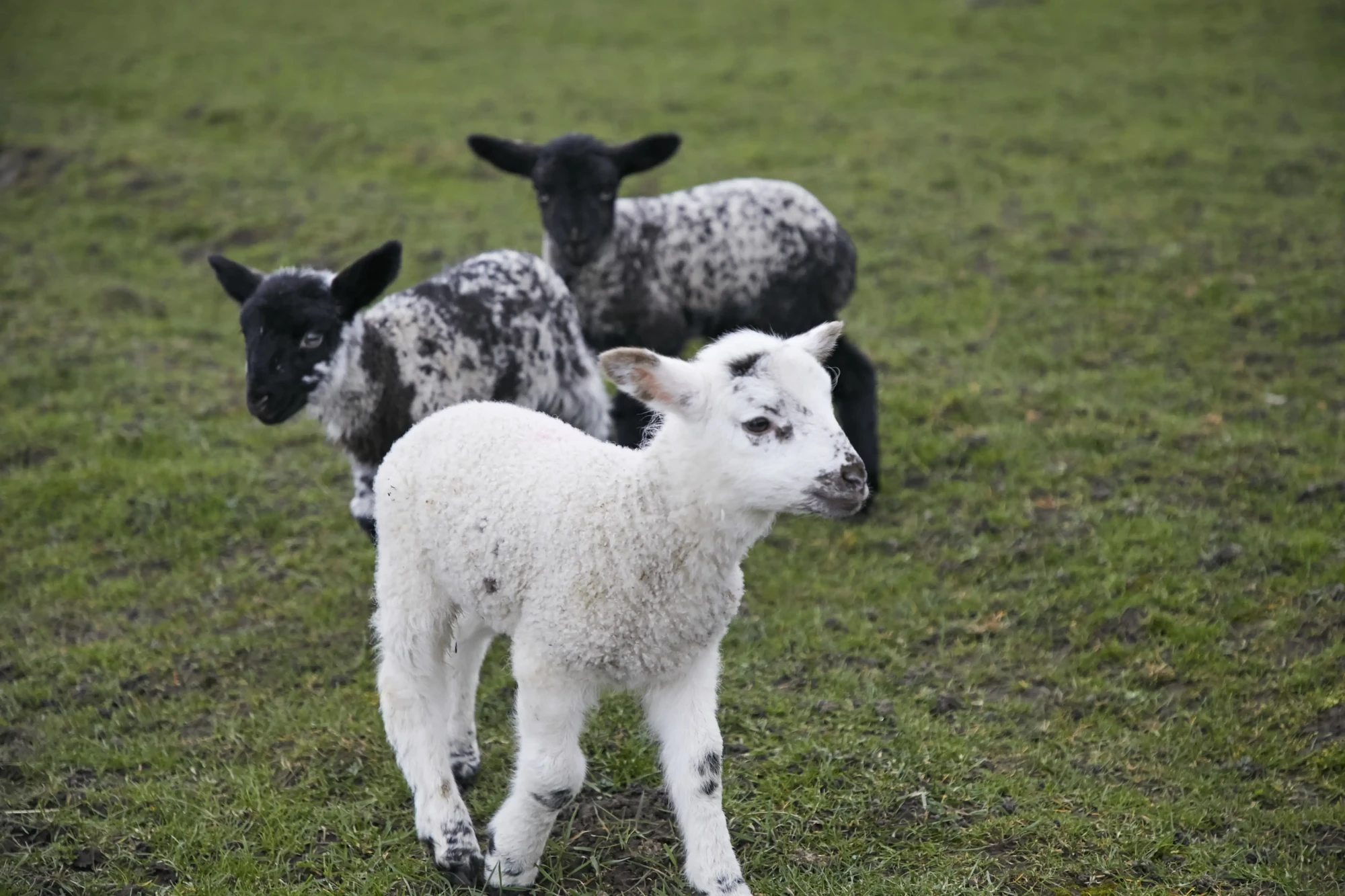 Springlambs Ezgif.com Optiwebp
