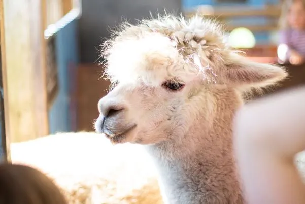 Animal Barn