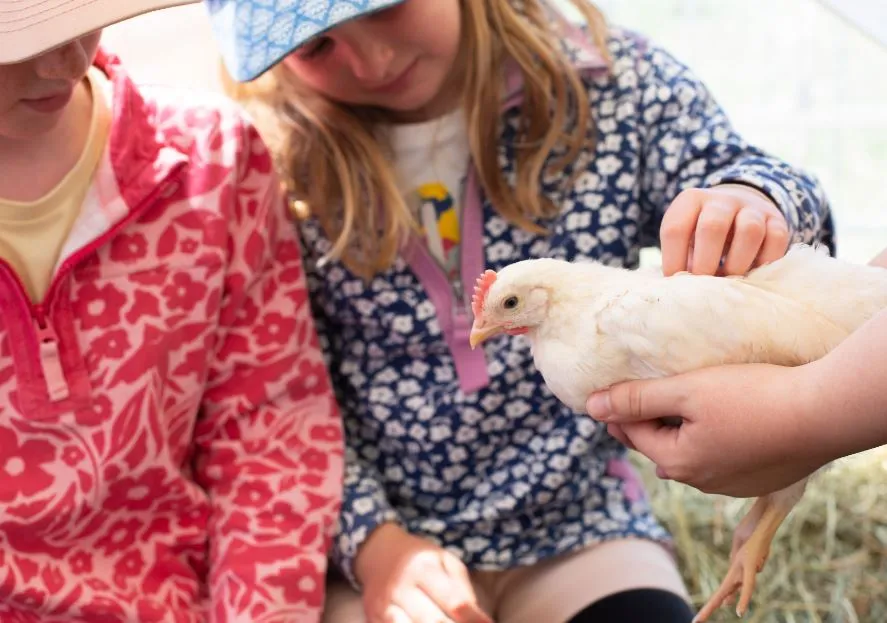 Feathered Friends