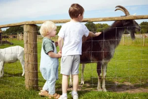 Two boys stroking a goat
