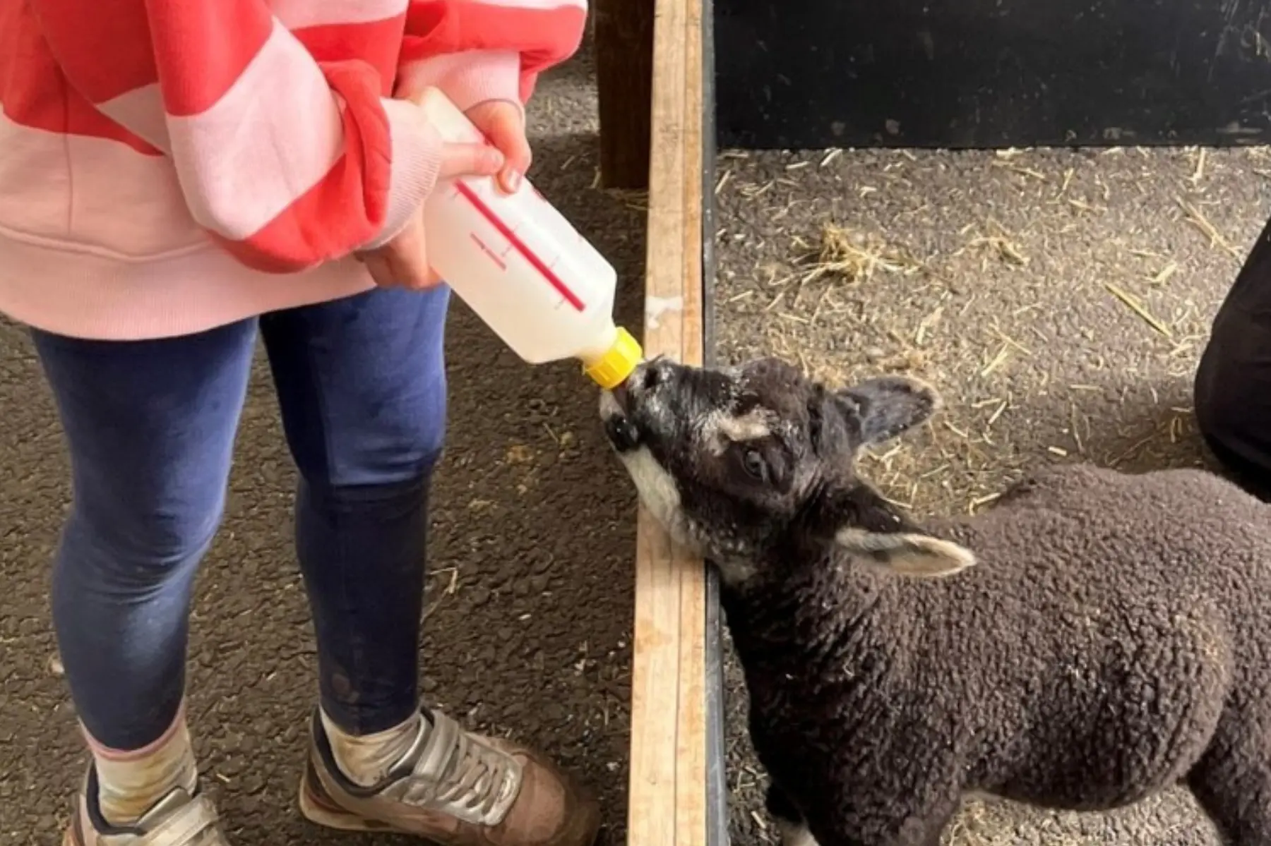 Piglets Website Images Lamb Bottle Feeding